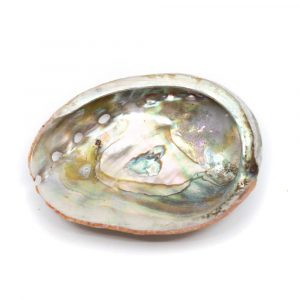 Abalone Schelp - Klein - 50 tot 70 mm