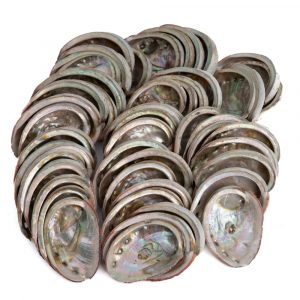 Abalone Schelpen uit Chili - 50 tot 100 mm - Bulkverpakking - 1 KG (ca. 40 ~ 50 stuks)